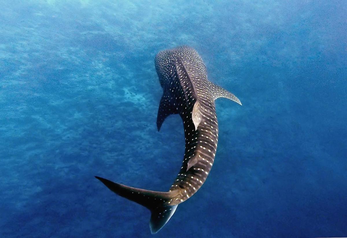 Manta Reserve Maalhos  ภายนอก รูปภาพ